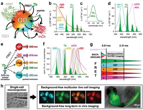 Principle Of The Fret Nanoprobe For Advanced In Vivo Imaging A Up To