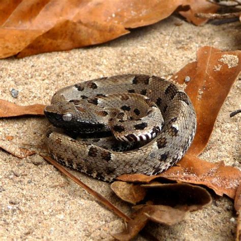 25 Of The Worlds Most Venomous Snakes You Need To Know About Health