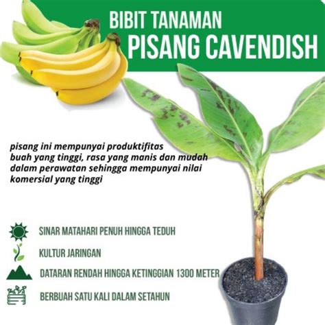 Jual Bibit Pisang Cavendish Asli Tanam Sekali Panen Berkali Kali