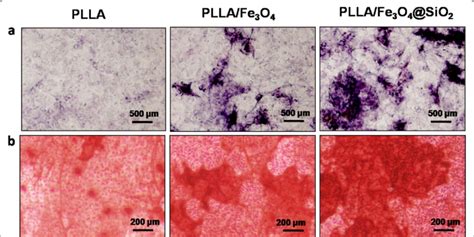 A The Alp And B Alizarin Red Staining Of Cells On Plla Plla Fe O