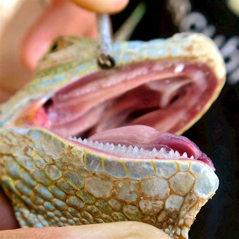 Green Iguana Bites