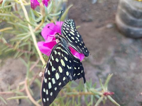 Butterfly in the park stock image. Image of park, butterfly - 259509955