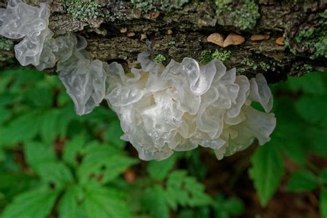 The Complete Guide To Silver Ear Mushrooms