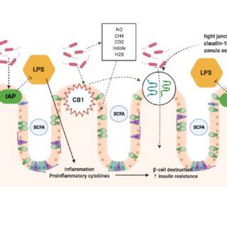 Gut microbiota interactions with the intestinal mucosal barrier. The ...