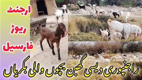 Bakre Bakriya For Sale Qurbani Wale Bakre Sargodha Mandi Se Sasta