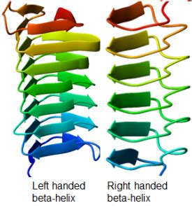 Handedness In Helical Structures E Zine Of Biological Sciences