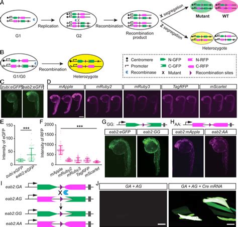 Zmadm Zebrafish Mosaic Analysis With Double Markers For Single Cell