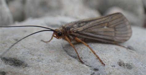 October Caddis Hatch In Montana Fly Fishing Missoulian Angler Fly Shop