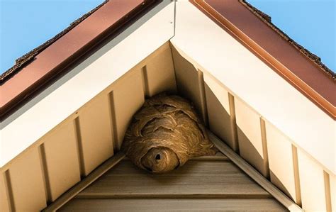 How To Get Rid Of Wasps A Comprehensive Guide To Wasp Removal In