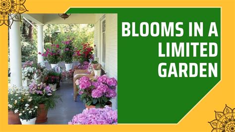 Summer Bliss Maximizing Blooms In A Limited Garden YouTube