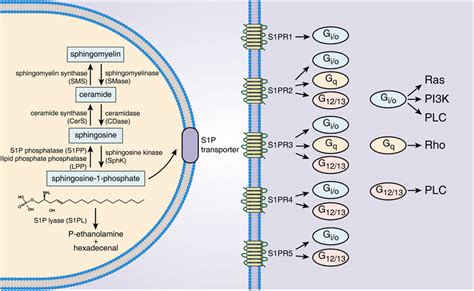 Frontiers The Role Of Sphingosine Phosphate In The Gut Mucosal