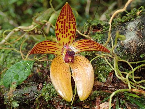 Bulbophyllum Orchidaceae Image At Phytoimages Siu Edu