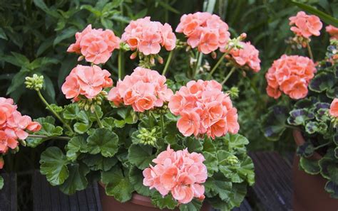 Pelargonium hortorum seed | BELL Garden Company,Wholesale Plant seeds,Alive roots,Medicinal ...