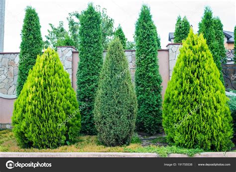 Pmages: evergreen trees for landscaping | Decorative evergreen trees ...