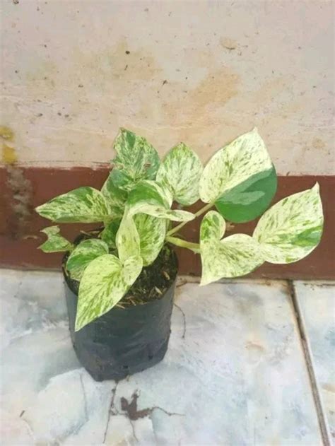 Jual Tanaman Hias Sirih Gading Variegata Sri Gading Variegata Kab