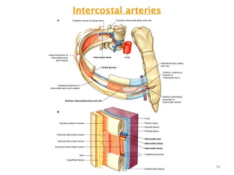 Thorax Intercostal Space