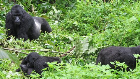 Uganda Gorilla Safari Cost - Eco Adventure Safaris