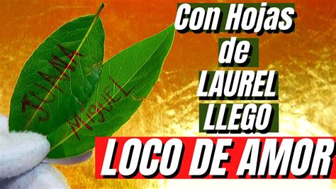 Hechizo Con Hojas De Laurel Para Enamorar Potente Secreto Para Atraer