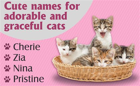 Really Unique Cat Names You'll Definitely Love - Cat Appy