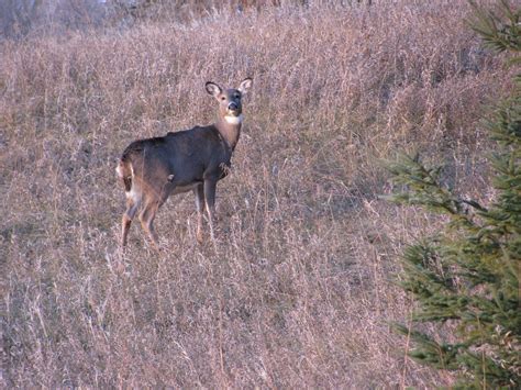 Far Side of Fifty: Deer Hunting