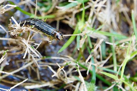 Armyworm Treatment Guide How To Get Rid Of Army Worms