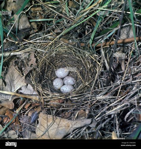 Yellowhammer bird nest eggs hi-res stock photography and images - Alamy