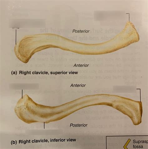 Clavicle Inferior View