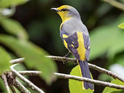 The Scarlet Minivet: A Fiery Feathered Jewel of the Forest | WorldWeet