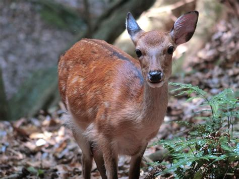 Declining deer population likely due to natural regulation | Asia ...