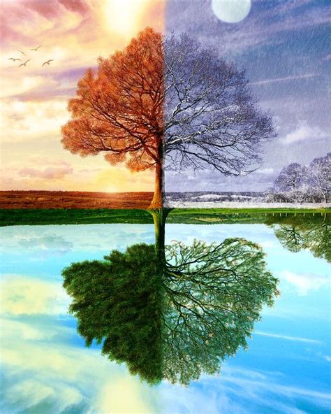 Four Seasons Digital Art Photography Inspirational Digital Art Tree