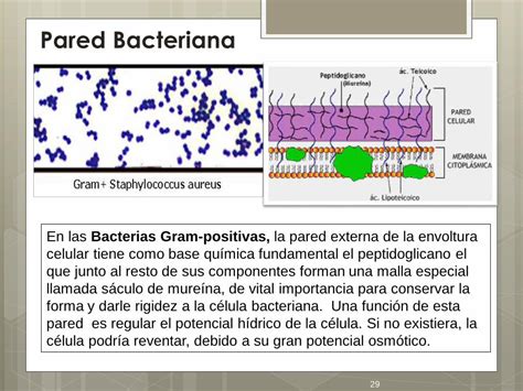 Pdf Microbiologia I Microred Files Wordpress Dos Grandes