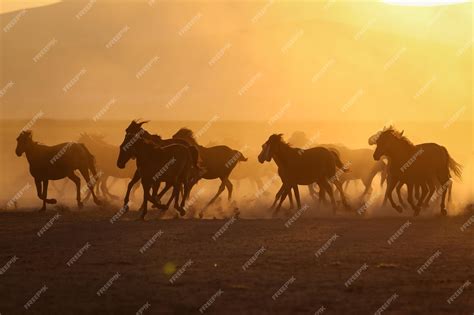 Premium Photo Yilki Horses Running In Field Kayseri Turkey