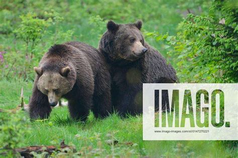 Brown Bears At Mating