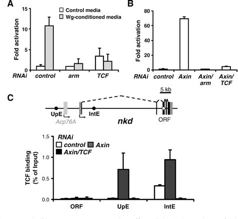 Figure 1 From Regulation Of The Feedback Antagonist Naked Cuticle By