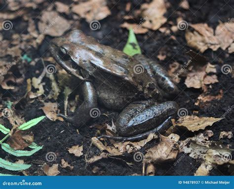 Leptodactylus fallax stock image. Image of face, amphibian - 94878937