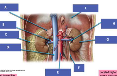 Lecture Urogenital System Flashcards Quizlet