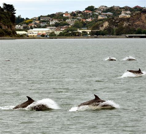 Harbour Dolphins Give Them Space Otago Daily Times Online News