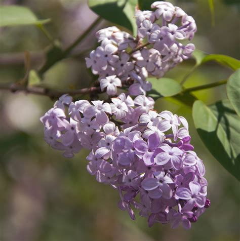 Lilac Flowers Plants Purple Free Photo On Pixabay