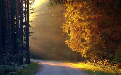 Road through bright autumn forest wallpaper - Car wallpapers - #47288