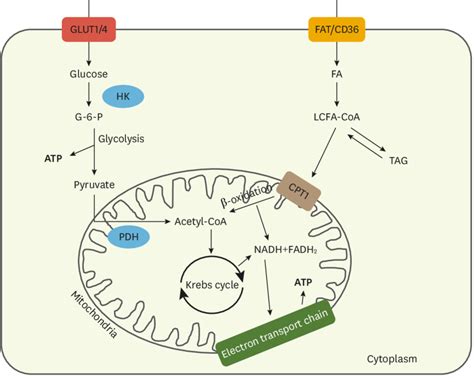 Schematic representing glucose and fatty acid metabolism in the healthy... | Download Scientific ...