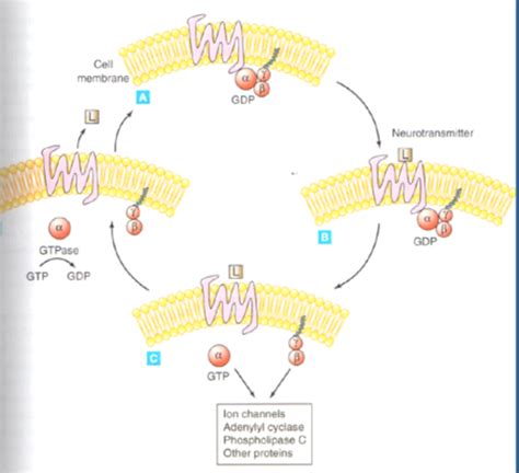 Lecture Signal Transduction In The Cns Gpcrs And Neurotrophins