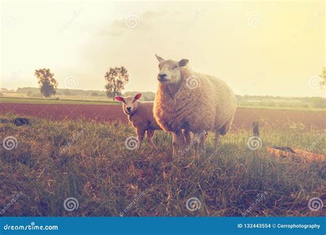 Single Adorable Baby Lamb With Its Proud Mother In The Field With