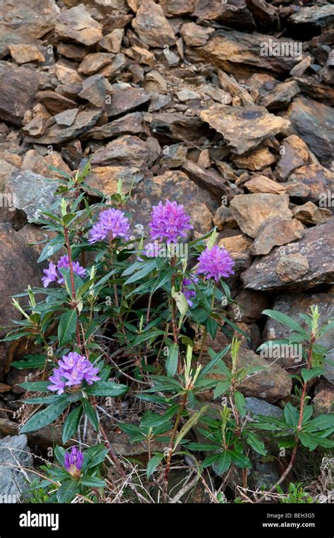 Rhododendron ponticum invasive hi-res stock photography and images - Alamy