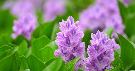 Invasive Species Week: The Water Hyacinth | Redefine | KCET