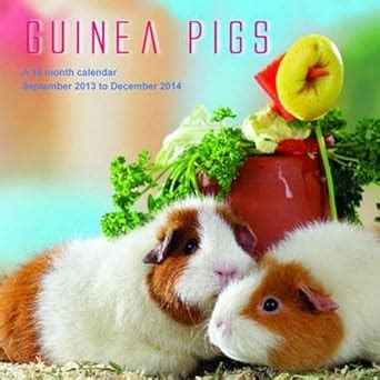 Guinea Pigs Wall Calendar Magnum Calendars Amazon