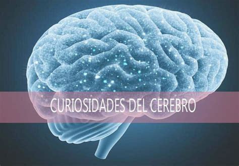 Datos Curiosos Del Cerebro