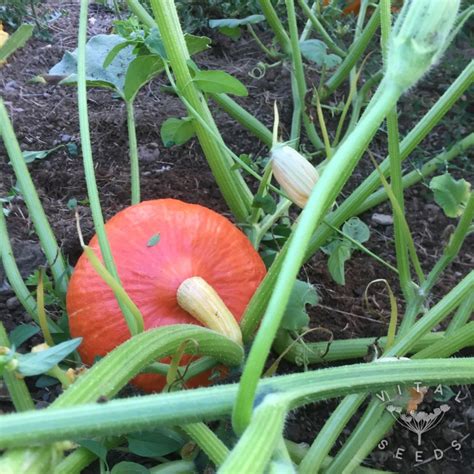 Squash, Winter - Red Kuri (Organic) - Vital Seeds