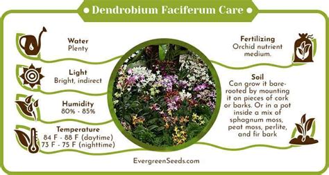 Dendrobium Faciferum How To Culture And Nurture This Orchid