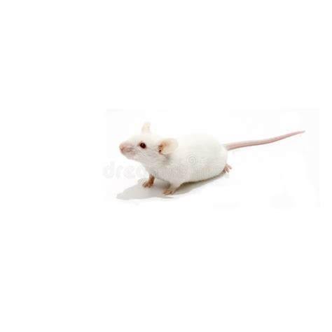 White mice isolated stock image. Image of funny, head - 3308263