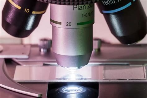 The Role Of 3 Objective Lenses on a Compound Light Microscope - Rubicon Science